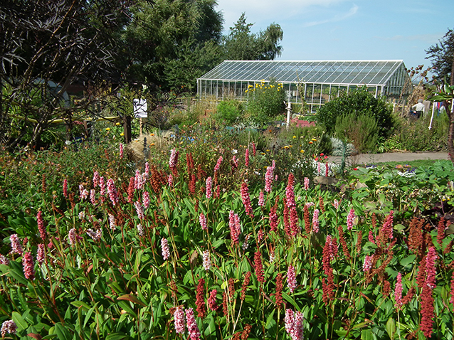 Thrive - the gardening for health charity image